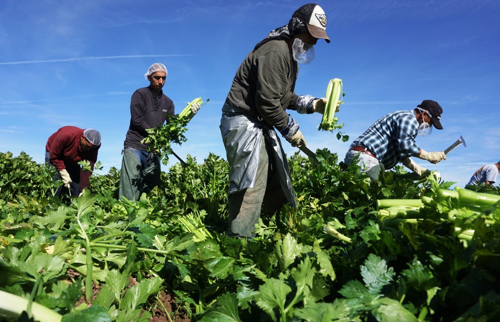 Proyecto de ley daría ruta a la ciudadanía a trabajadores agrícolas